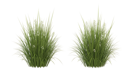 Pair of ornamental grasses