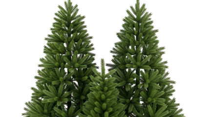 Two lush green pine trees