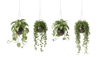 Four hanging plants in macrame holders