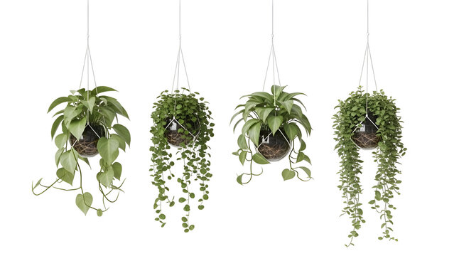 Four hanging plants in macrame holders