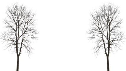 Two bare trees in winter landscape