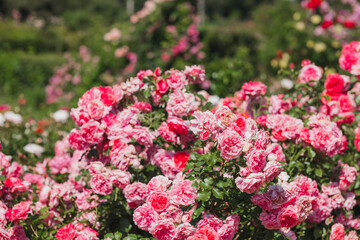 Obraz premium Pink rose blossoms fill the garden space with vibrant colors and beauty