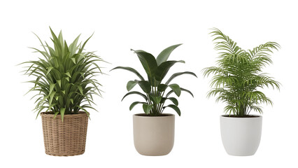 Fototapeta premium Three potted indoor plants