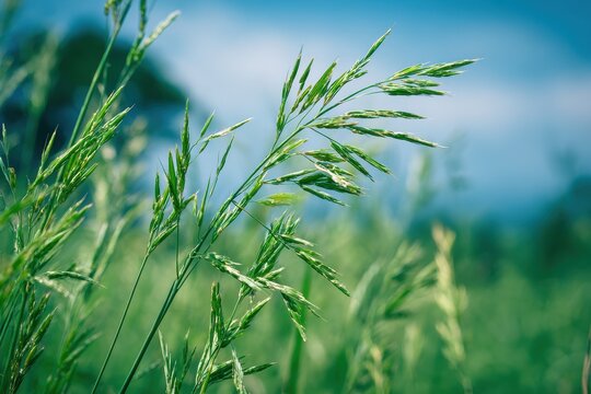 Lush Johnson Grass: Vibrant Green Leaves and Seeds Amidst a Scenic Summer Meadow Under a Bright Blue Sky