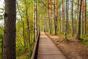 Fototapeta premium smooth wooden pathway leads through thick greenery beside a tranquil body of water. Sestroretskoye swamp eco trail