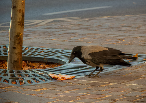 A crow eating slice of pizza in a street