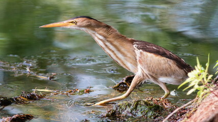 great blue heron
