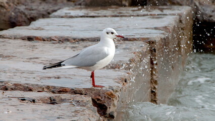 seagull on the beach