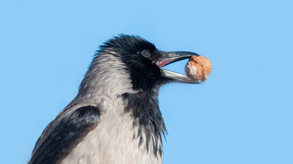 close up of a penguin