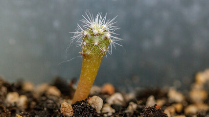 close up of a cactus