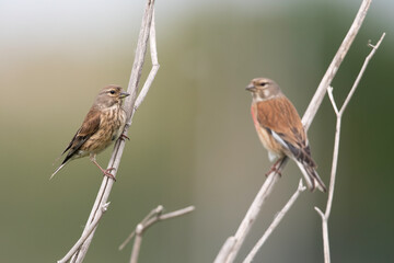 Common Linnet pair perched on dry branches, Linaria cannabina in the wild