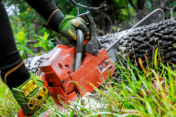 Individual uses chainsaw to fell large tree in lush green forest, surrounded by grass, foliage.