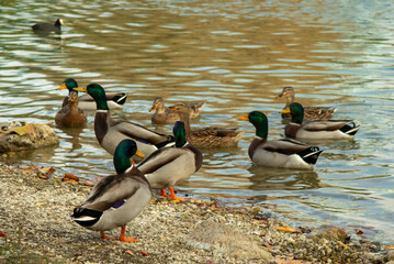 Bird watching - mallards in the nature