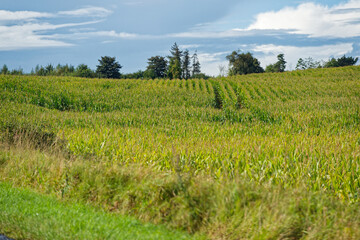 Obraz premium Young green corn plants growing in even rows on field