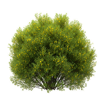 A lush green bush with yellow flowers isolated on transparent background for decoration and gardening purposes