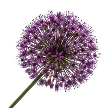 Beautiful purple allium flower head with green stem isolated on transparent background