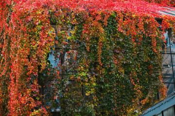Building wall covered by vibrant red and green autumn ivy leaves, cascading foliage © reddish