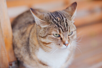 A tabby cat with green eyes sits calmly, looking to the side with soft focus