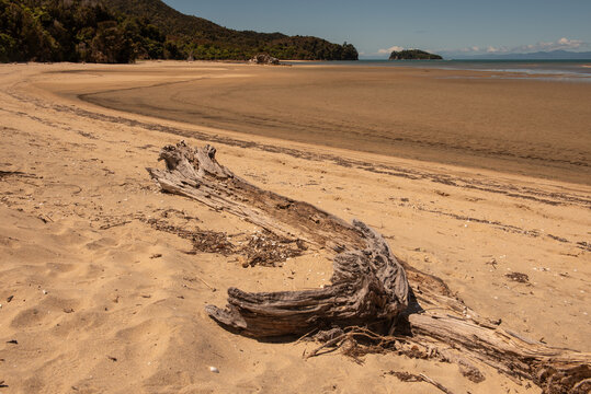 Decaying log on the beach at Sandy Bay at the start of the Abel Tasman Track, New Zealand.