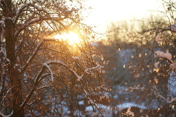 The sun rises behind bare trees coated in snow. Golden light filters through branches, illuminating the surroundings. It is early morning in winter near a neighborhood.