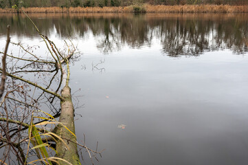 Reflections of winter trees in the ponds of Abdij van Park, Kessel-Lo, Leuven