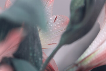 Smoke selective soft focur blurred close-up pink pastel flower, green leaf with water drop. Macro natural background.