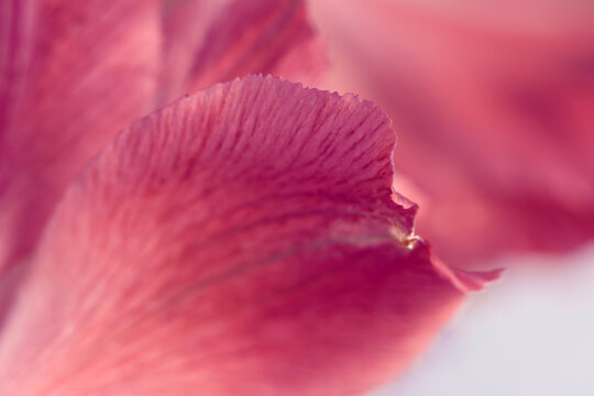 Smoke selective soft focus red, pink Flower Petals. Natural blur background.