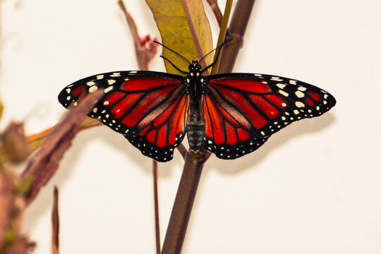 mariposa alas extendidas