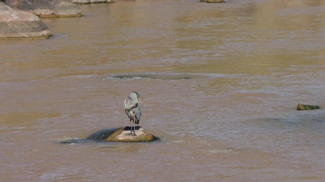 Great Blue Heron preens on a rock in northern New Mexico&rsquo;s fast-moving Chama River