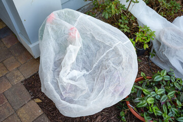 Landscape Cloth Covering a Cold Sensitive Plant During a Freeze