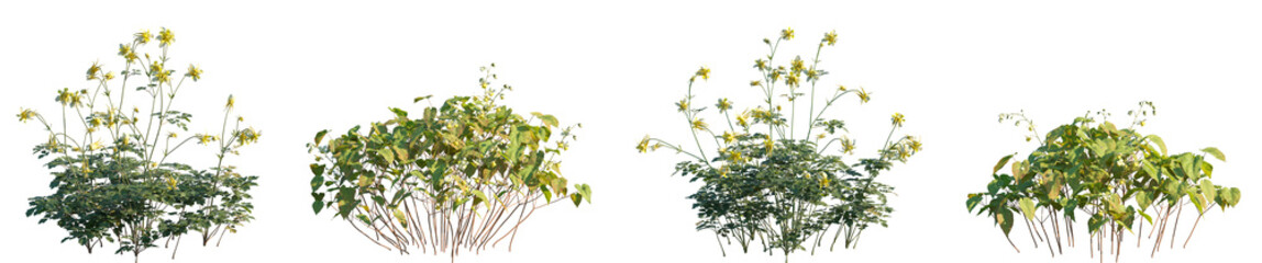 Set of Aquilegia chrysantha and Epimedium versicolor frontal isolated png on a transparent background perfectly cutout high resolution