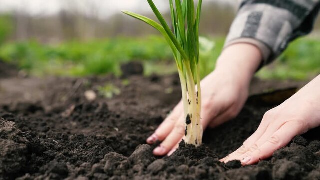 farmer digs ground with shovel, shovel, hands planting green sprout ground, agriculture, seedling, sprout, open field, farmer planting soil with plant, planting young germs ground, engaged favorite