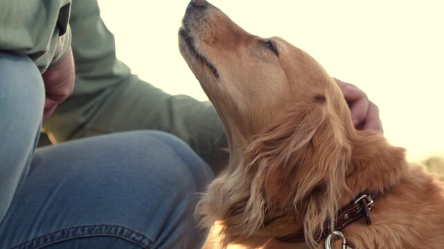 Loving owner strokes fluffy cocker spaniel dog head sitting in dusk park man owner pets dedicated cocker spaniel dog in park man strokes dog companion in sunset field on country weekend closeup