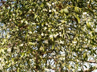  (Viscum album) European mistletoe plant with rounded jointed stems clothed with yellowish-green leathery textured leaves strap-shaped and pearly-white globular berries
