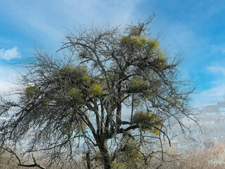 An old apple tree with branches overgrown of proliferation of parasitic mistletoe (Viscum album) plants, yellowish-green leaves strap-shaped and adorned with white berries
