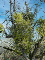 Old branches of an old dormant apple tree clothed with dense clumps of yellowish-green strap-shaped leaves and pearly-white berries of European mistletoe in winter
