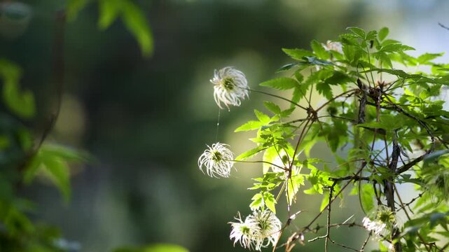 Clematis integrifolia plant after flowering close-up