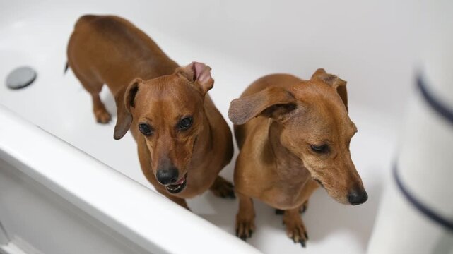 Two brown dachshunds standing in a white bathtub looking up