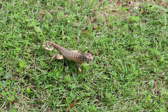 Leiocephalus carinatus