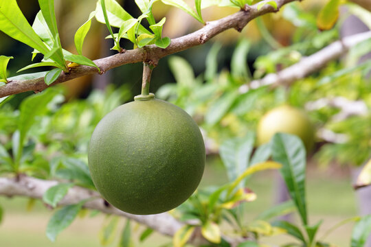 Crescentia cujete