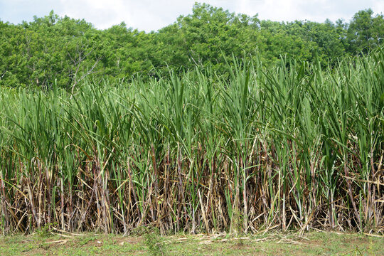 Sugar cane