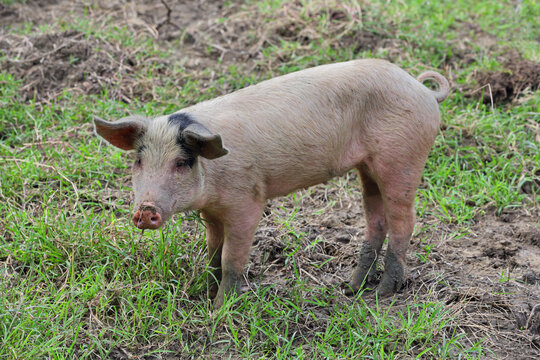 Sow