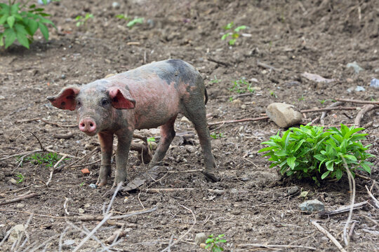 Pig