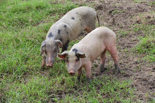 Pigs