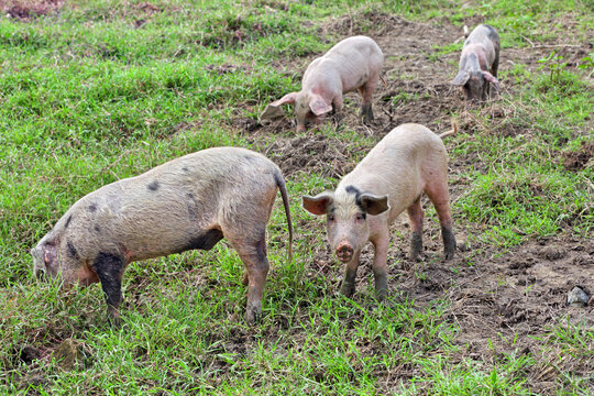 Pigs