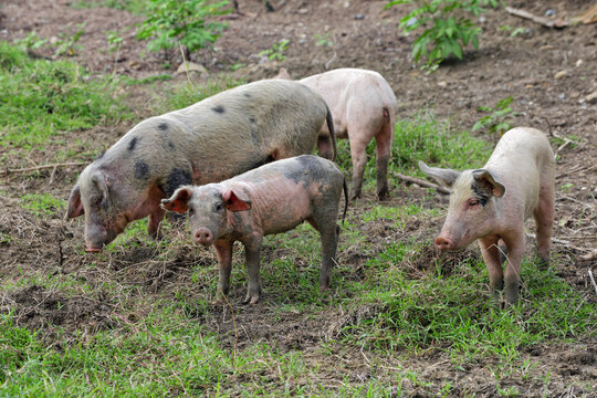 Pigs