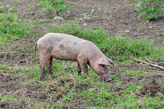 Pig