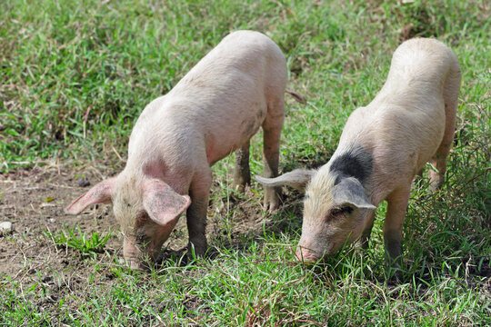 Pigs