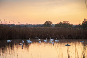 Beautiful white swans swimming on a calm pond at sunrise. Misty morning landscape.