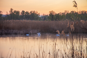 Beautiful white swans swimming on a calm pond at sunrise. Misty morning landscape.